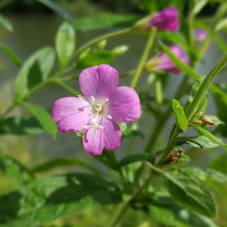 Extrait de feuilles d'Epilobium parviflorum
