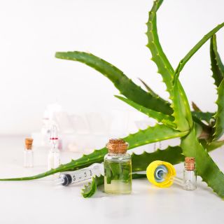 Extrait de racine d'ortie